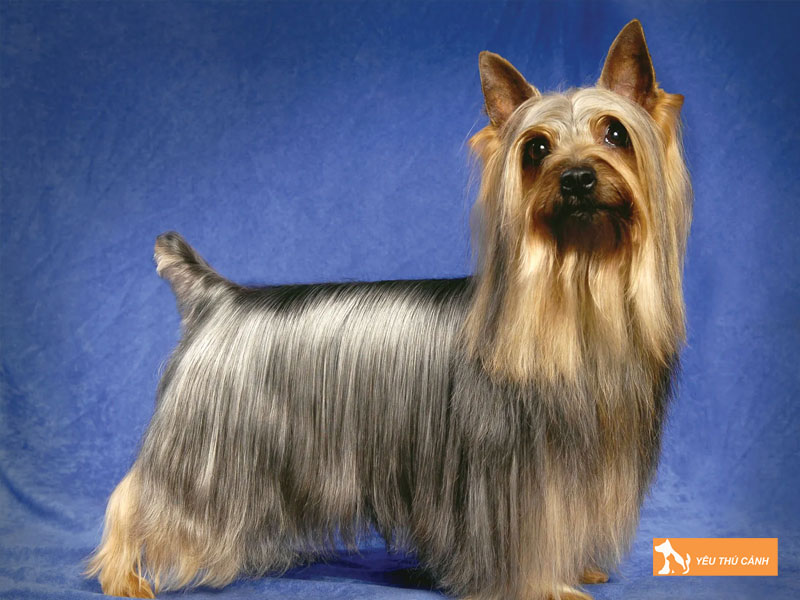 Kinh-nghiem-nuoi-cho-suc-silky-uc-1-thucanh