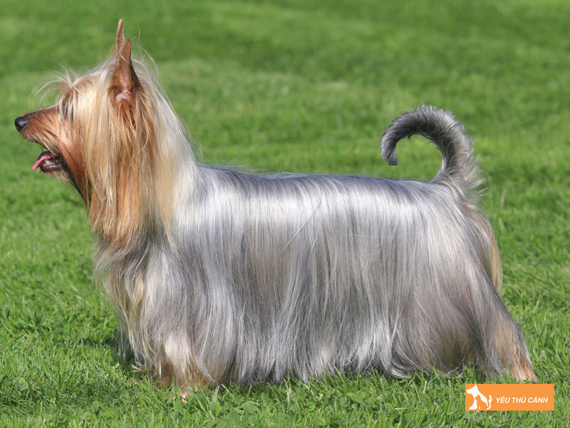 Kinh-nghiem-nuoi-cho-suc-silky-uc-thucanh