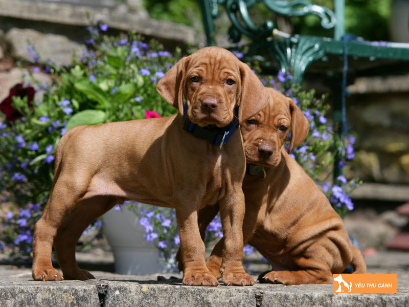 Kinh-nghiem-nuoi-cho-vizsla-1-thucanh