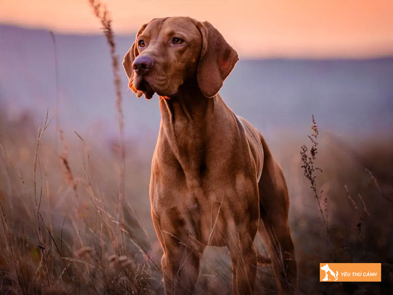Kinh-nghiem-nuoi-cho-vizsla-thucanh