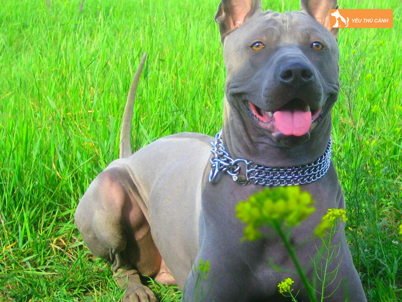 Kinh-nghiem-nuoi-cho-xoay-thai-1-thucanh