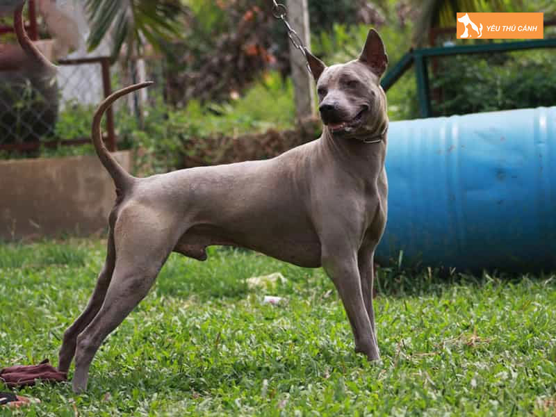 Kinh-nghiem-nuoi-cho-xoay-thai-thucanh