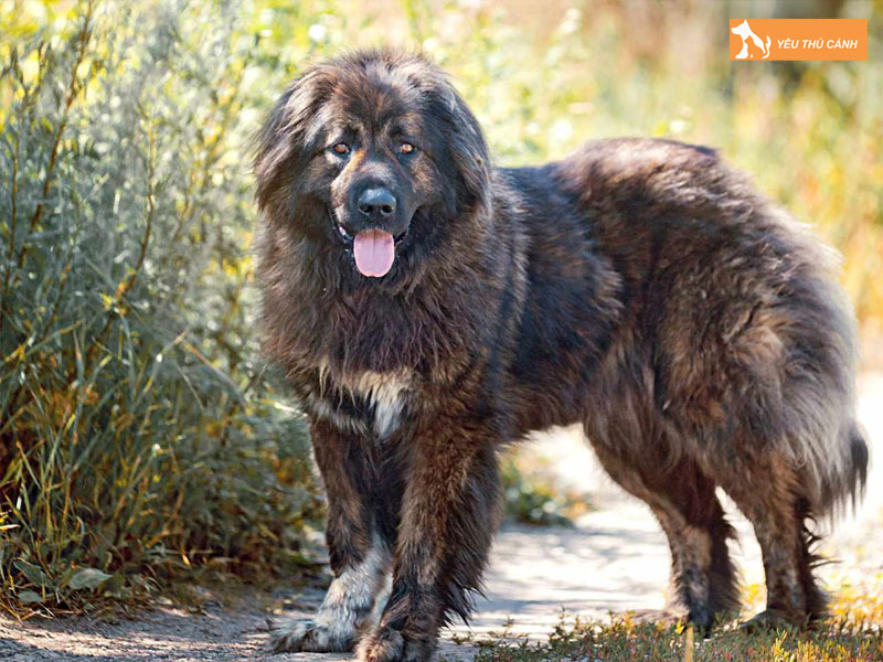 Kinh-nghiem-nuoi-duong-cho-chan-cuu-kavkaz-1-thucanh