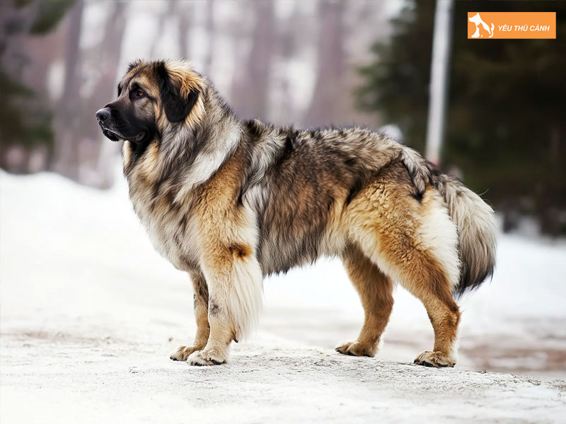 Kinh-nghiem-nuoi-duong-cho-chan-cuu-kavkaz-thucanh