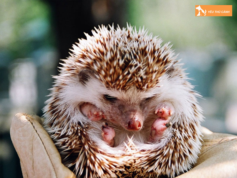 Luu-y-quan-trong-khi-nuoi-nhim-thucanh