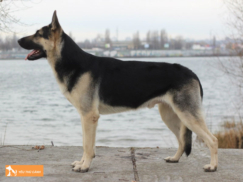 Mot-so-dieu-can-biet-khi-nuoi-cho-chan-cuu-dong-au-thucanh