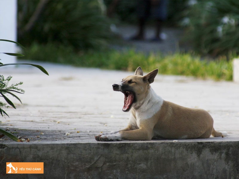 Mot-so-dieu-can-biet-khi-nuoi-cho-telomian-1-thucanh