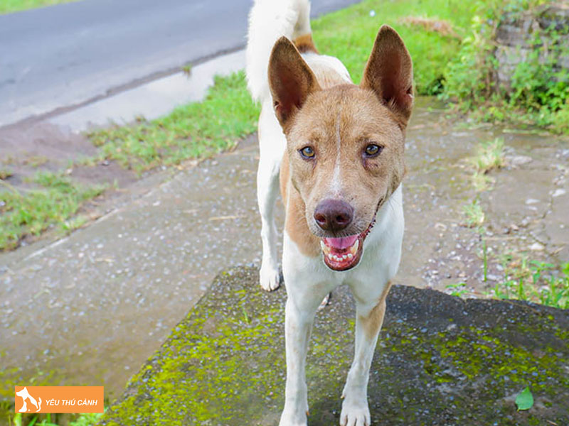 Mot-so-dieu-can-biet-khi-nuoi-cho-telomian-thucanh