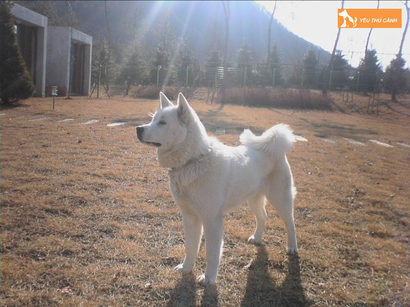 Mot-so-kinh-nghiem-nuoi-cho-pungsan-thucanh