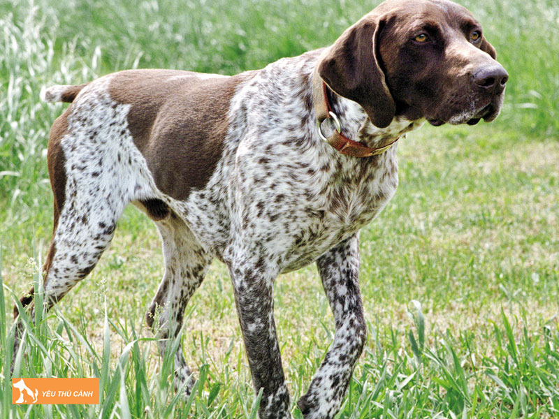 Mot-vai-luu-y-khi-cham-soc-cho-pointer-1-thucanh