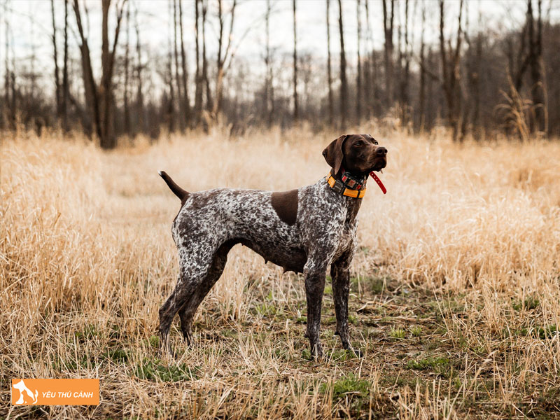 Mot-vai-luu-y-khi-cham-soc-cho-pointer-thucanh