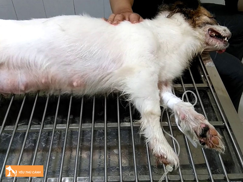 Nguyen-nhan-cho-bi-tut-canxi-thucanh