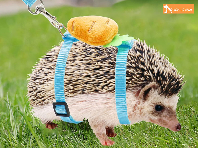 Nguyen-nhan-gay-mui-hoi-ca-cach-nuoi-nhim-canh-1-thucanh