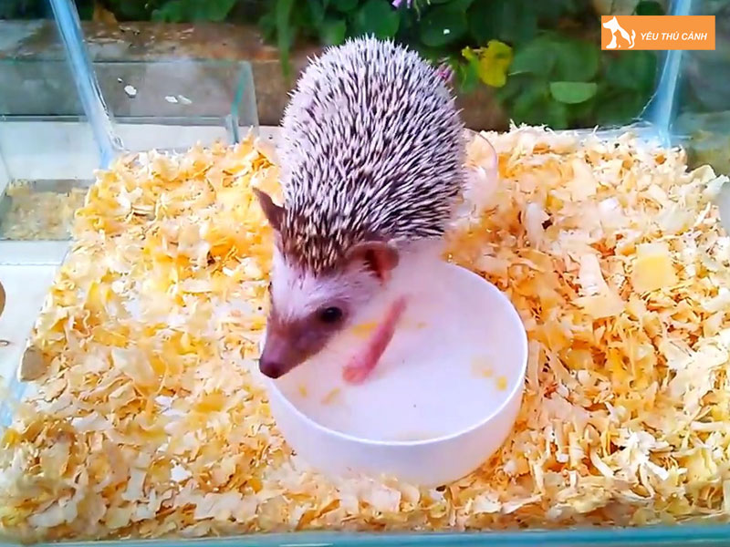 Nguyen-nhan-gay-mui-hoi-ca-cach-nuoi-nhim-canh-thucanh