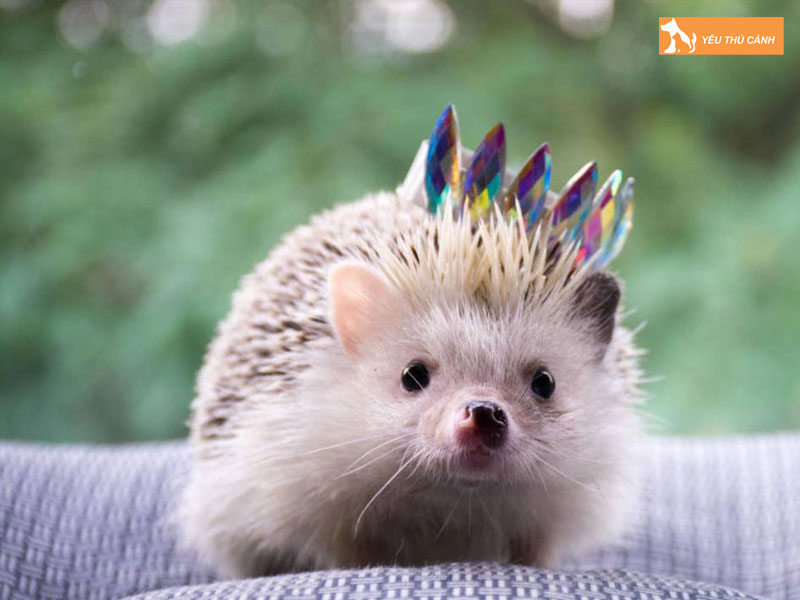 Nhim-kieng-la-gi-thucanh