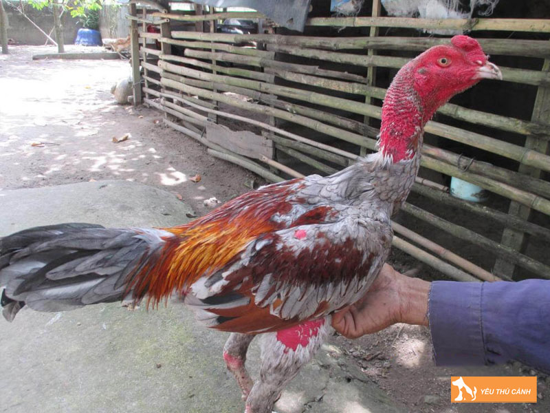 Nhung-dieu-nguoi-moi-choi-can-luu-y-1-thucanh