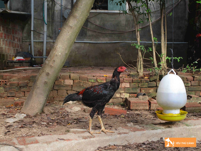 Nhung-dieu-nguoi-moi-choi-can-luu-y-2-thucanh