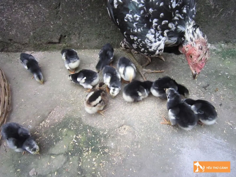 Nhung-dieu-nguoi-moi-choi-can-luu-y-thucanh