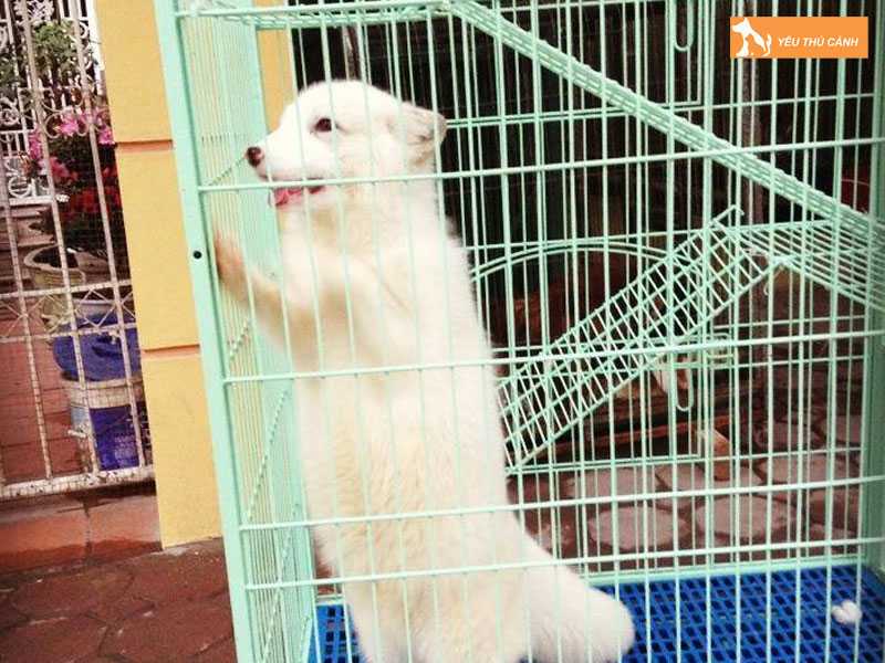 Nuoi-ho-ly-lam-thu-cung-1-thucanh