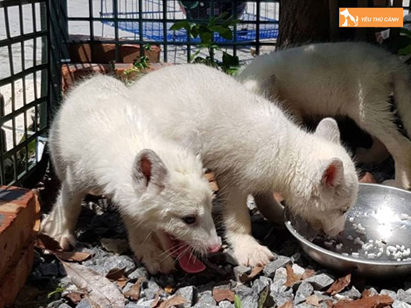 Nuoi-ho-ly-lam-thu-cung-thucanh