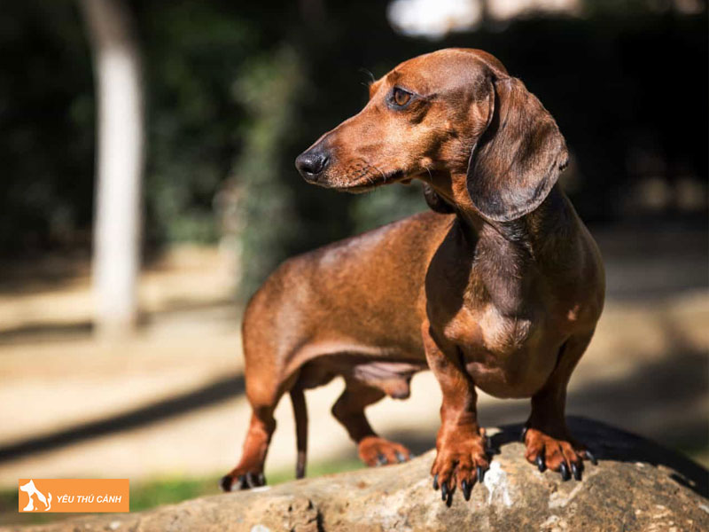 Phong-tranh-thoat-vi-trong-qua-trinh-nuoi-cho-lap-xuong-tacken-1-thucanh