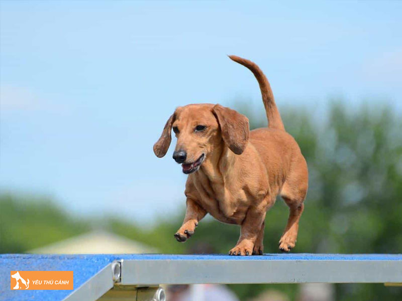 Phong-tranh-thoat-vi-trong-qua-trinh-nuoi-cho-lap-xuong-tacken-2-thucanh