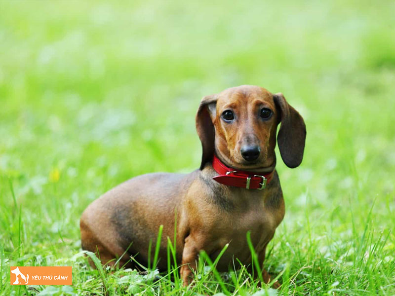 Phong-tranh-thoat-vi-trong-qua-trinh-nuoi-cho-lap-xuong-tacken-thucanh