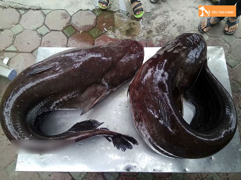 Tim-hieu-ve-ca-leo-thucanh