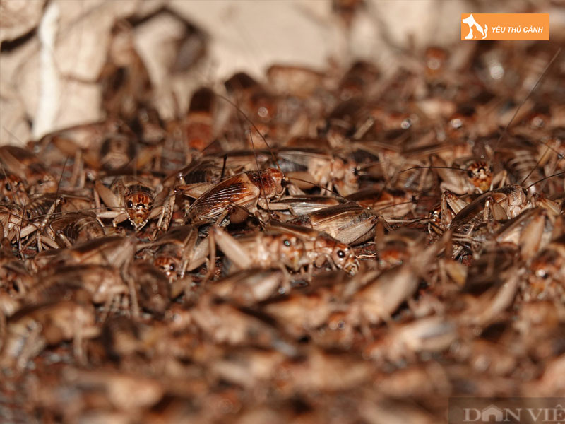 Tim-hieu-ve-de-men-thai-thucanh