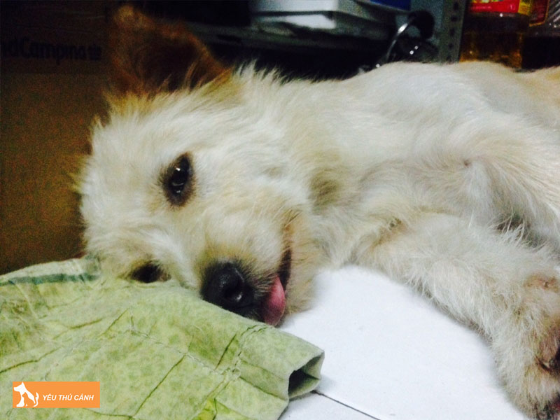 Trieu-chung-cua-cho-bi-tut-canxi-thucanh