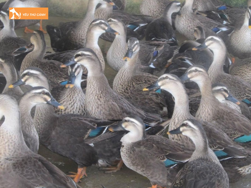 Vit-troi-la-con-gi-thucanh