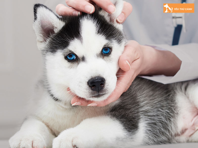 Cach-chua-tri-tinh-trang-cho-tieu-ra-mau-1-thucanh