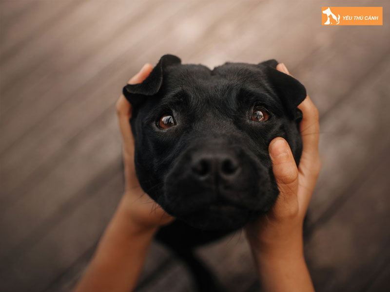 Cach-chua-tri-tinh-trang-cho-tieu-ra-mau-thucanh