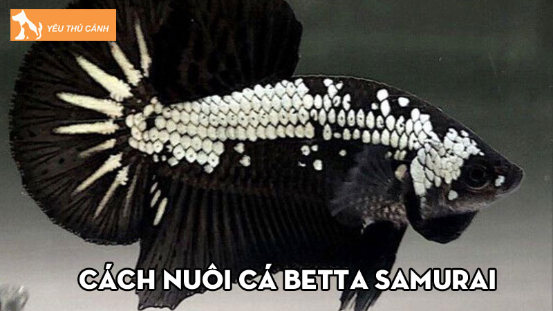 Cách nuôi cá Betta Samurai đơn giản cho người mới bắt đầu Cách nuôi cá Betta Samurai đơn giản cho người mới bắt đầu