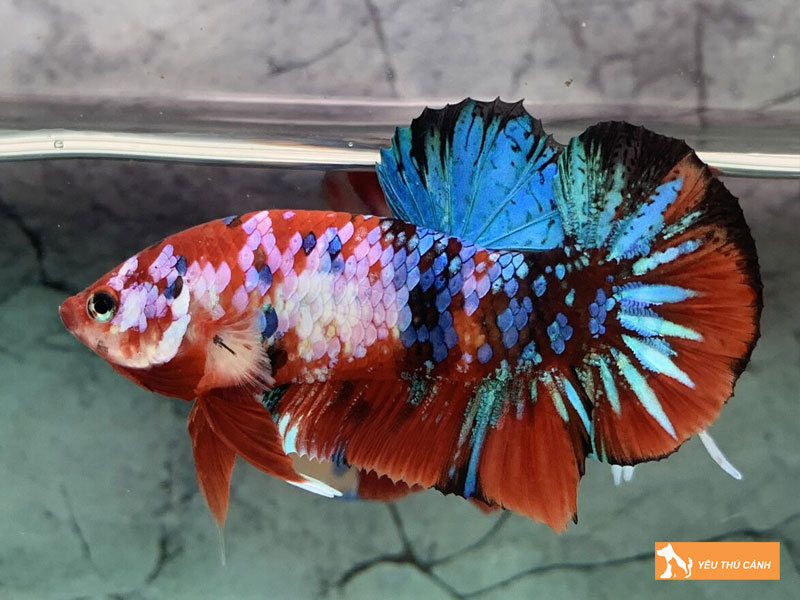 Cach-nuoi-ca-betta-samurai-dung-ky-thuat-1-thucanh