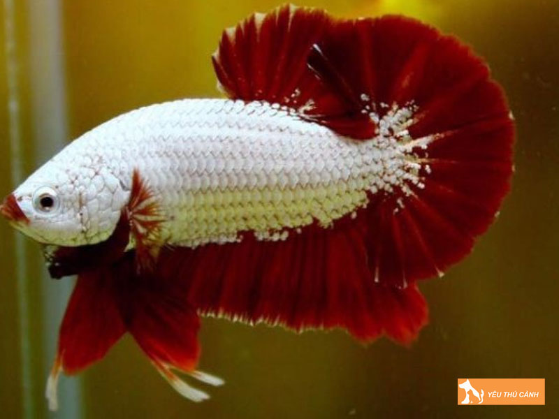 Cach-nuoi-ca-betta-samurai-dung-ky-thuat-2-thucanh