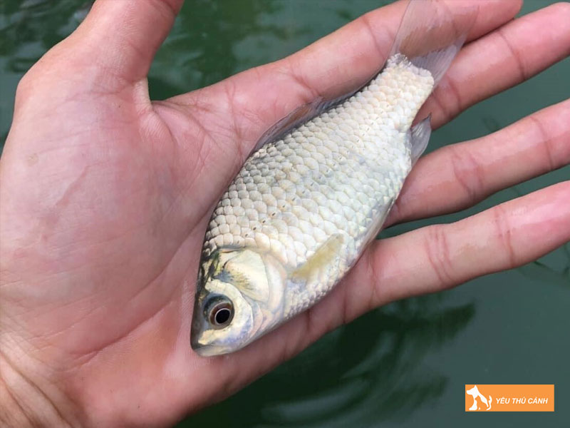 Cach-nuoi-ca-diec-hieu-qua-1-thucanh