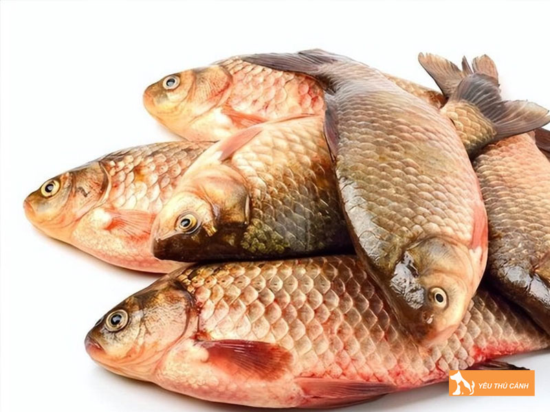 Cach-nuoi-ca-diec-hieu-qua-2-thucanh