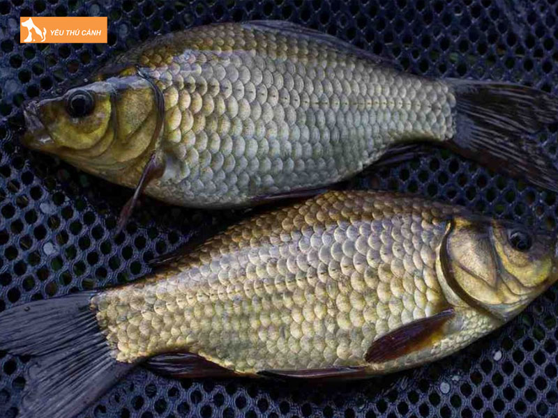 Cach-nuoi-ca-diec-hieu-qua-thucanh