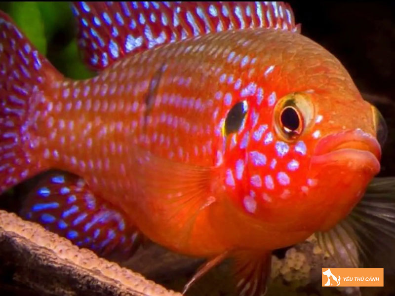 Cach-nuoi-ca-kim-cuong-do-khoe-dep-1-thucanh