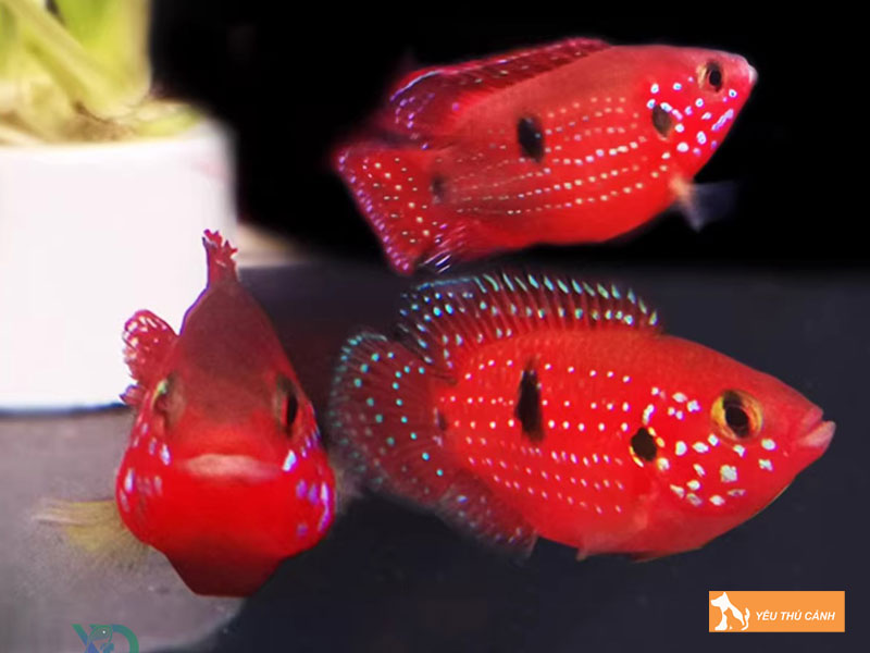 Cach-nuoi-ca-kim-cuong-do-khoe-dep-2-thucanh