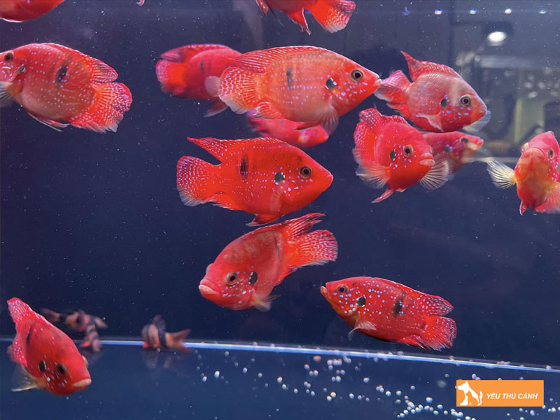 Cach-nuoi-ca-kim-cuong-do-khoe-dep-thucanh