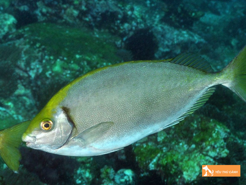 Cach-nuoi-ca-kinh-hieu-qua-2-thucanh