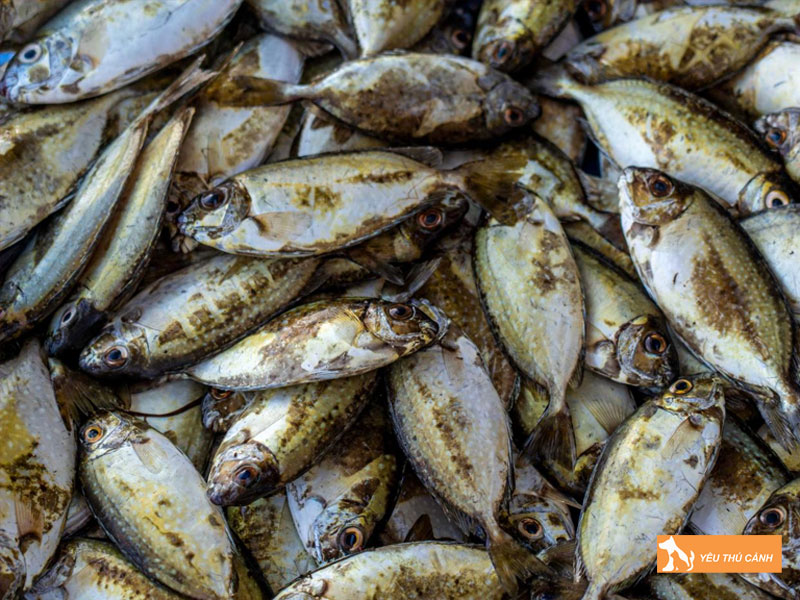 Cach-nuoi-ca-kinh-hieu-qua-3-thucanh