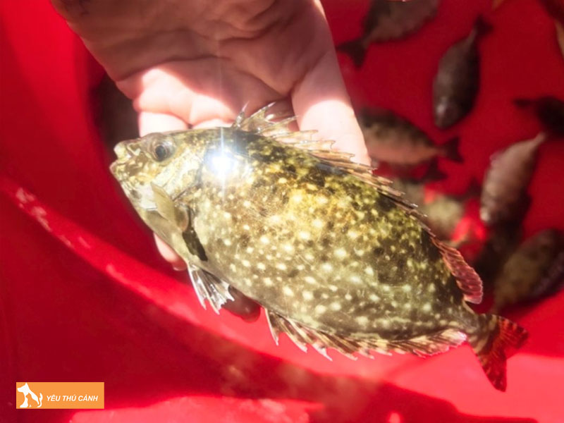 Cach-nuoi-ca-kinh-hieu-qua-thucanh