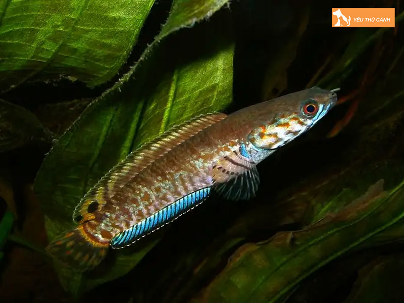Cach-nuoi-ca-loc-cau-vong-ngu-sac-1-thucanh