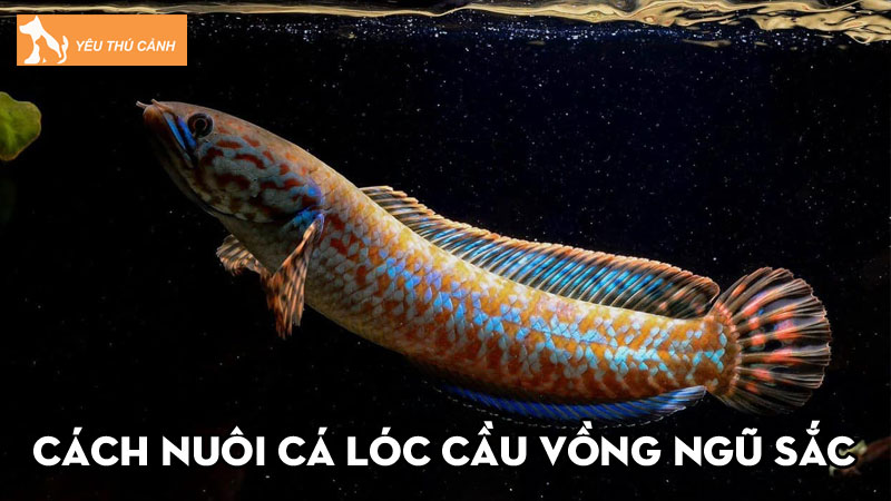 Cách nuôi cá lóc cầu vồng ngũ sắc lên màu đẹp, dễ chăm sóc Cách nuôi cá lóc cầu vồng ngũ sắc lên màu đẹp, dễ chăm sóc