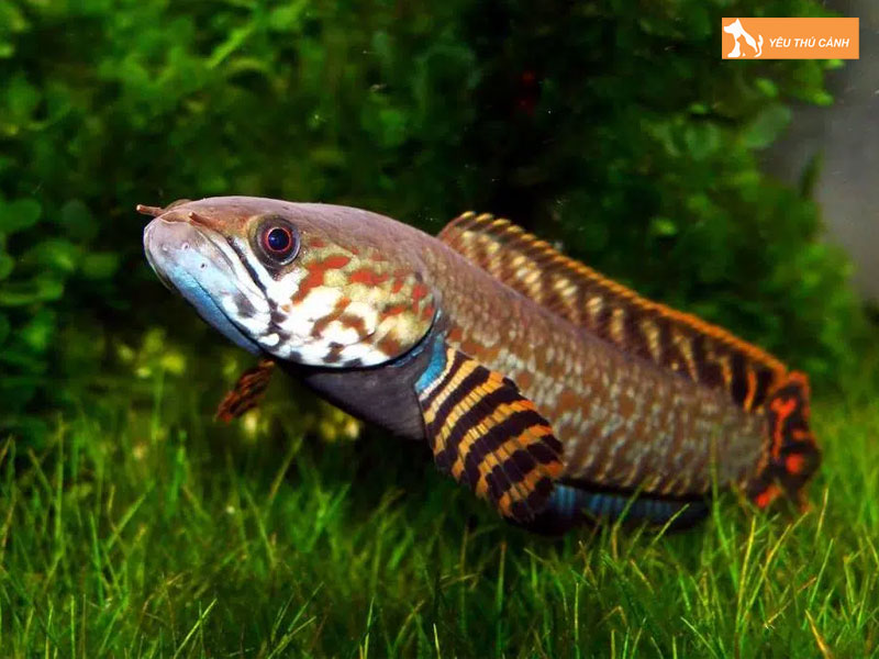 Cach-nuoi-ca-loc-cau-vong-ngu-sac-thucanh
