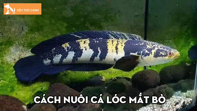 Cách nuôi cá lóc mắt bò khỏe mạnh, tuổi thọ cao cực dễ