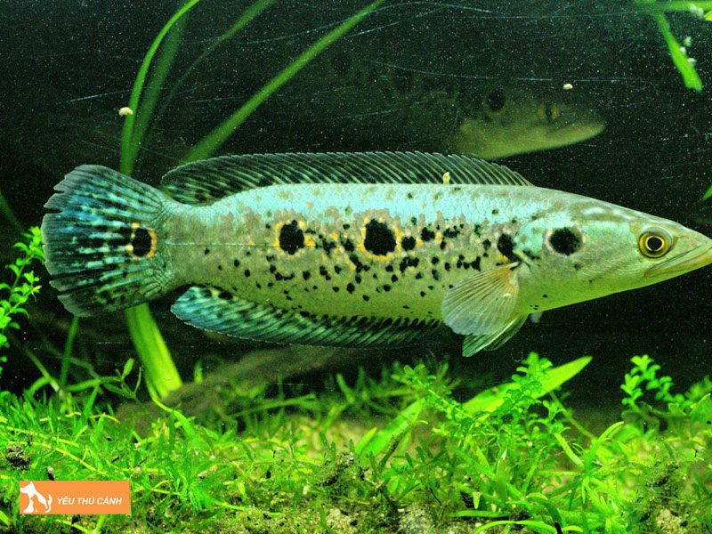 Cach-nuoi-ca-loc-mat-bo-tuoi-tho-cao-2-thucanh